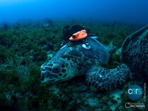 314421996_10226334372180074_3762704078242385350_n Tortue Imbriqué