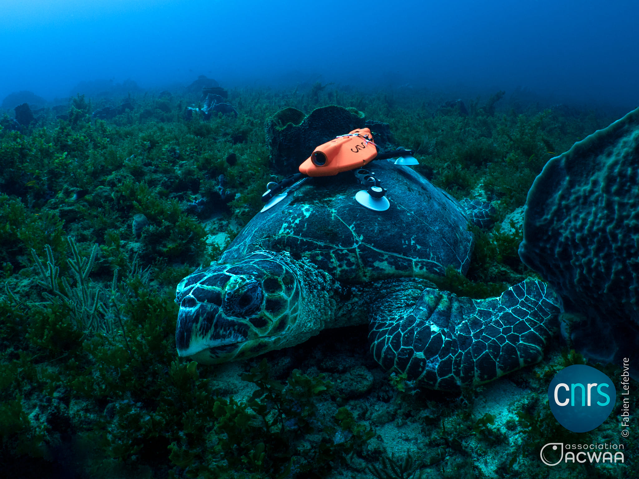 Tortue Imbriqué