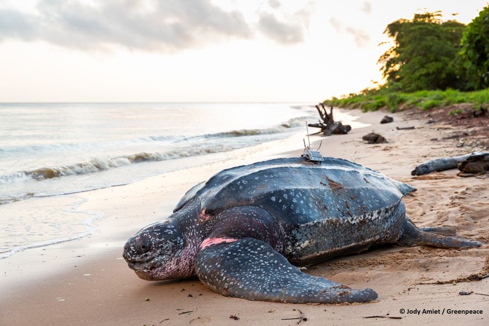 Tortue Luth (Jody Amiet)