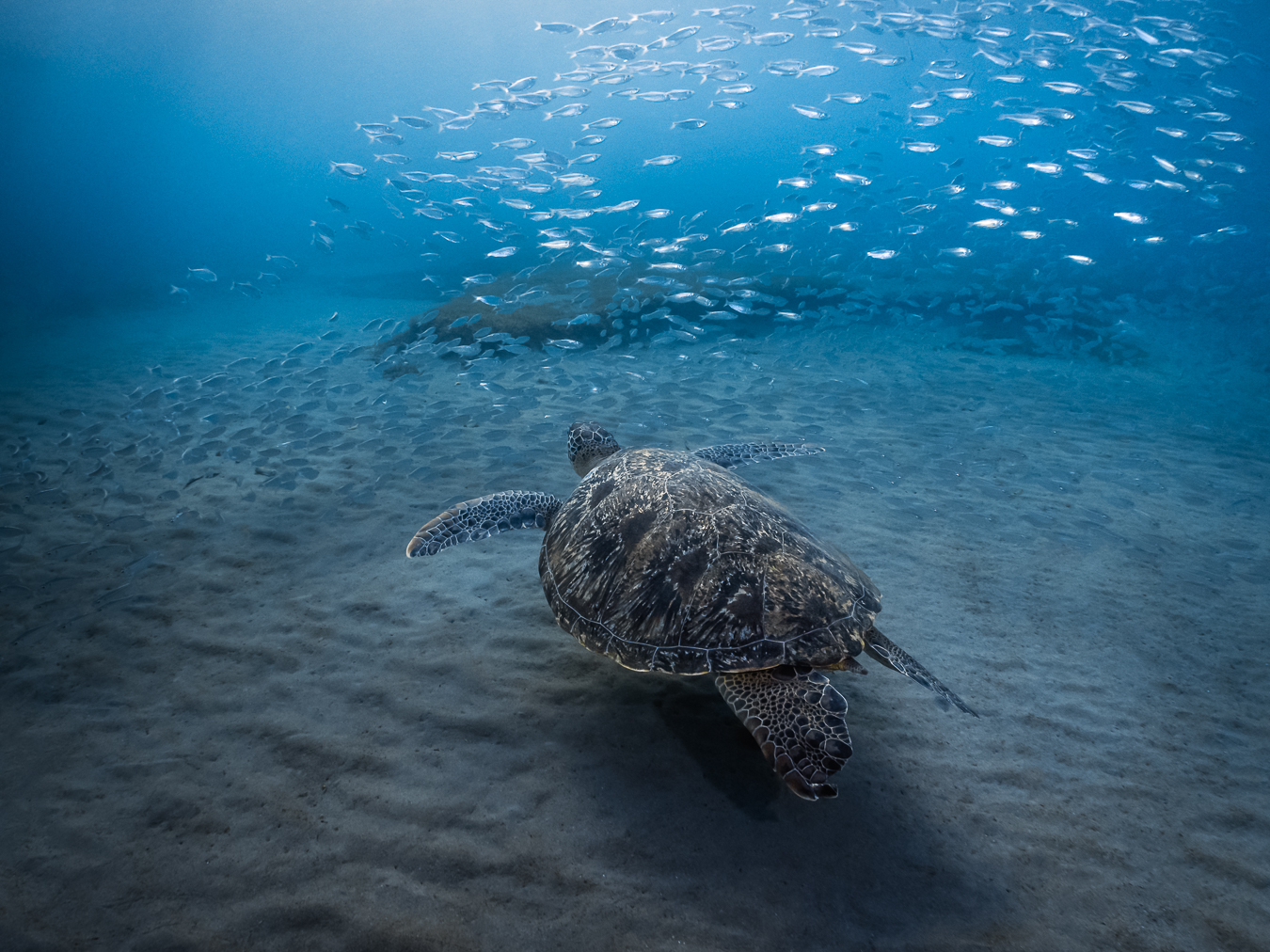 tortue-verte-Martinique-Chelonia-mydas-FABIEN-LEFEBVRE-5