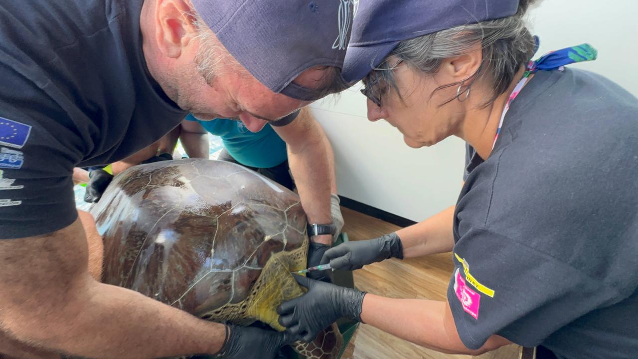Prise de sang sur tortue verte