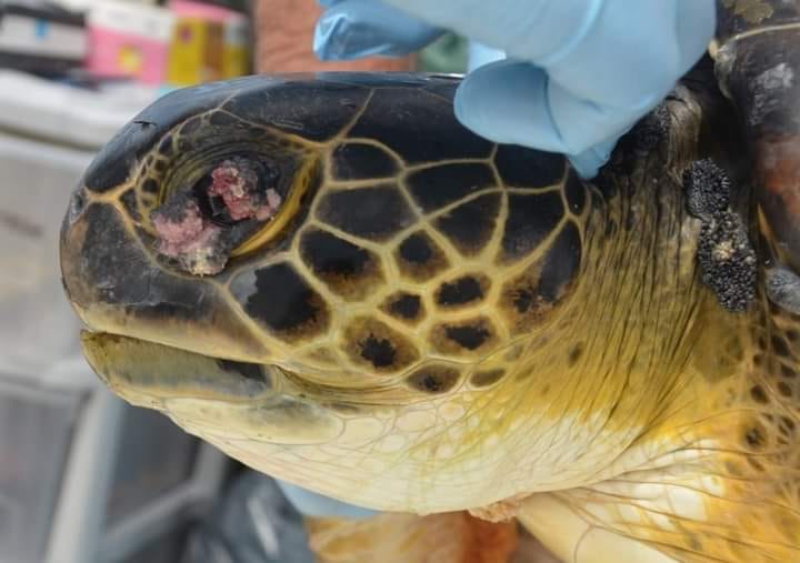 Tortue verte atteinte de Fibropapillomatose